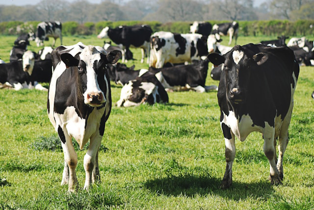 Gudali Cattle - White Fulani