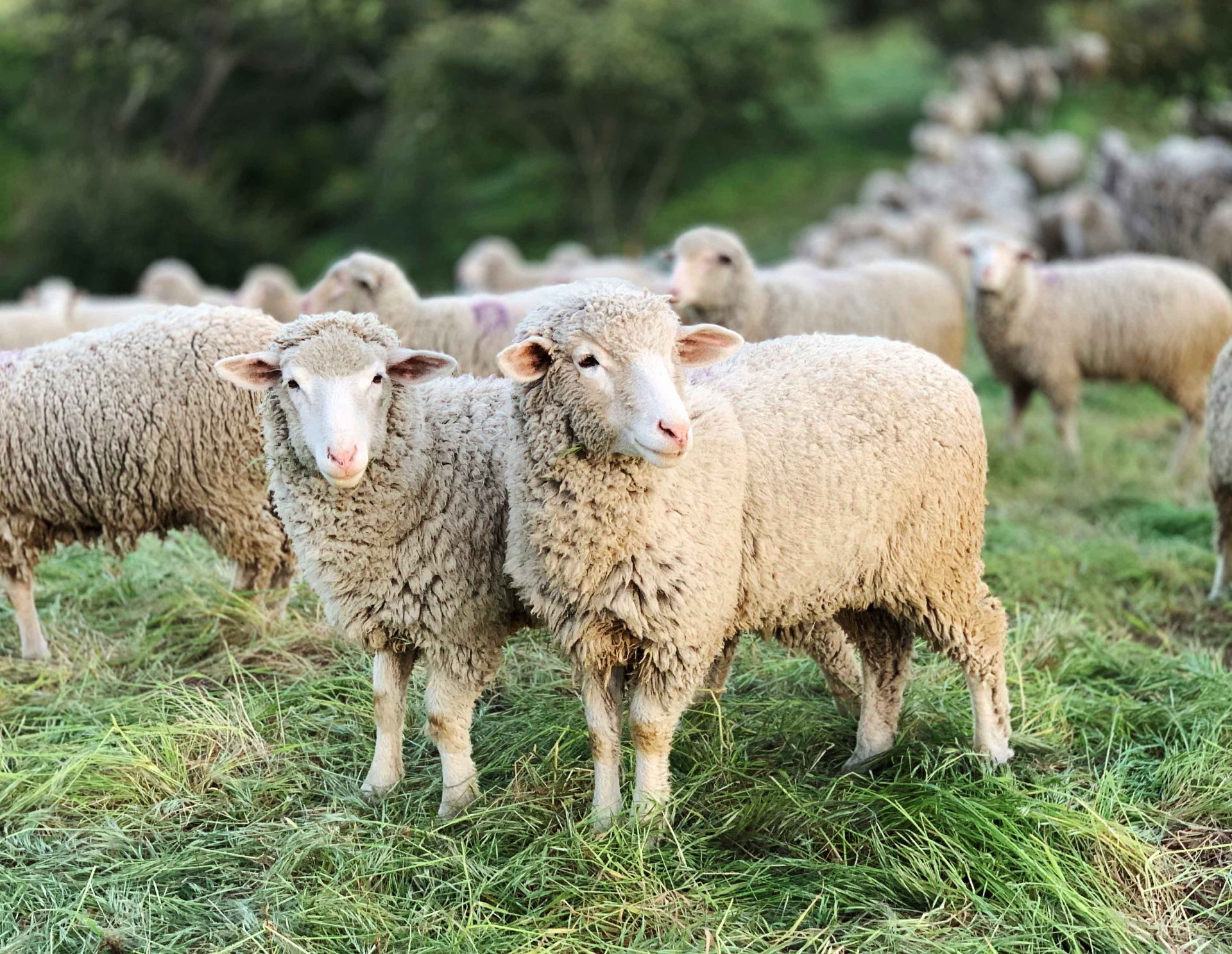 Sheep - Balami