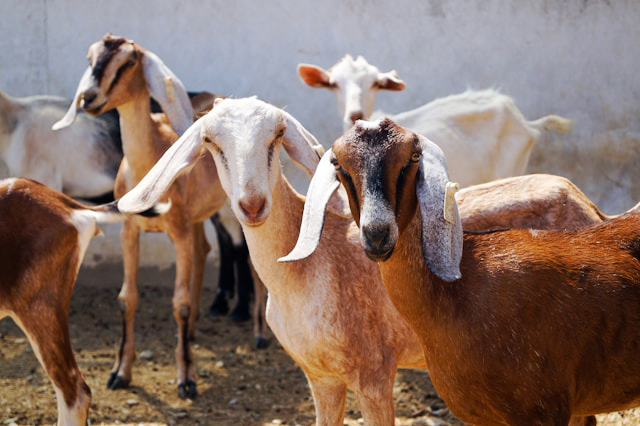 Goats - West African Dwarf