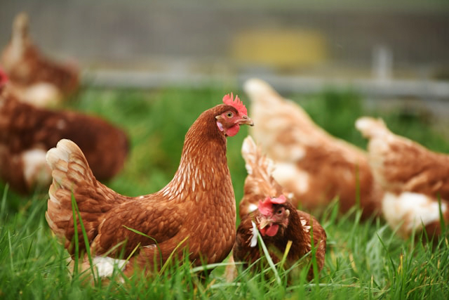 Poultry - Isa Brown